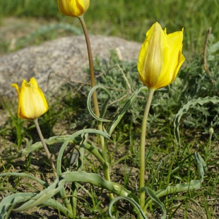 Tulipa talassica